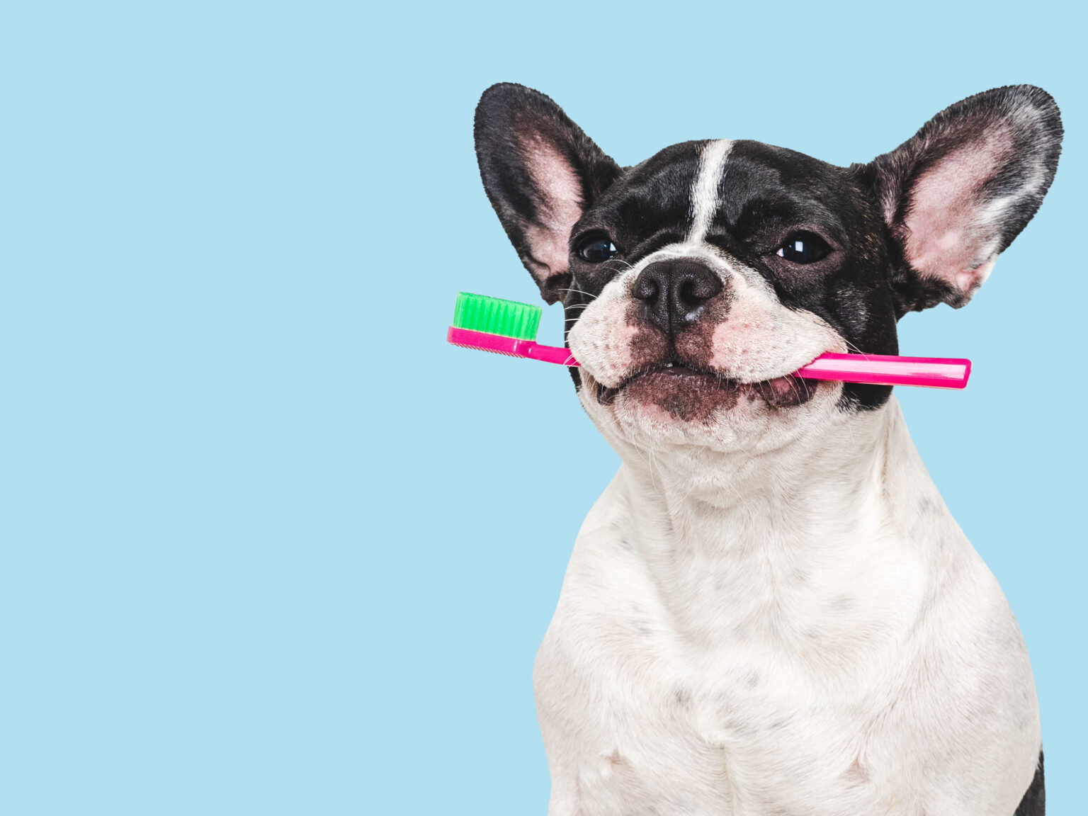 Cute puppy and toothbrush. Close-up, indoors. Studio shot, isolated background. Concept of care, education, obedience training and raising pets