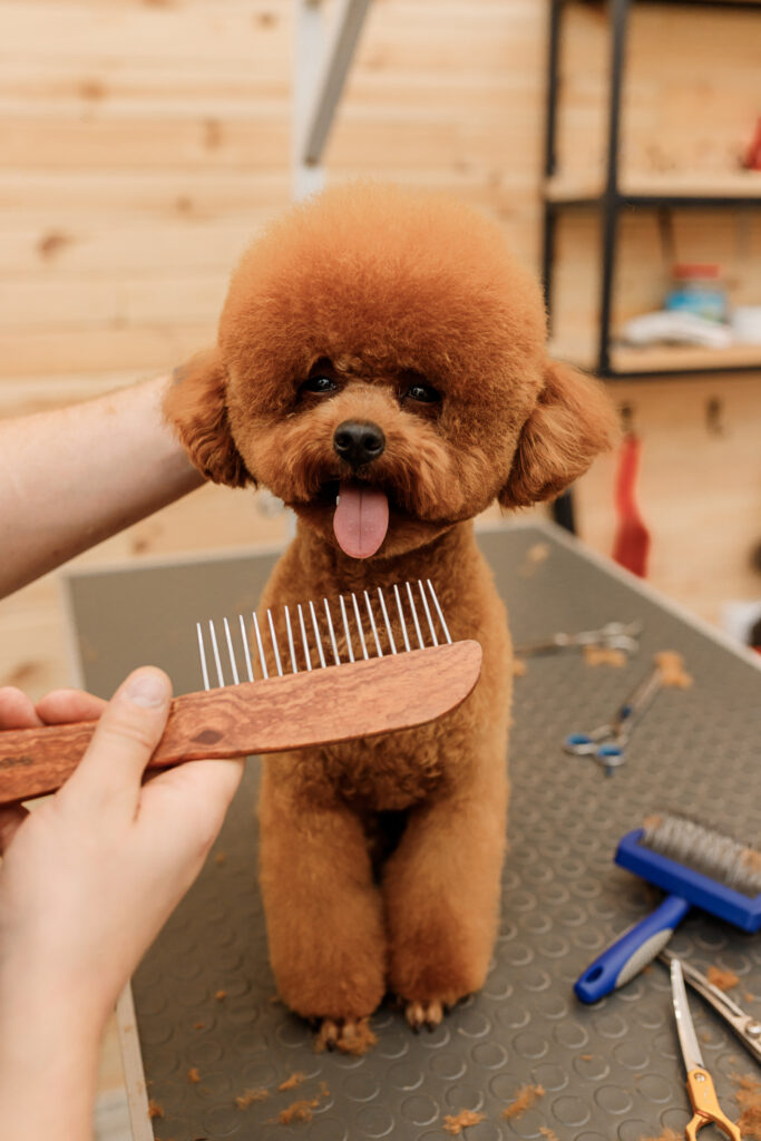 Male groomer brushing hair of Tea Cup Poodle dog hair with comb after bathing at grooming salon. Woman pet hairdresser doing hairstyle in veterinary spa clinic