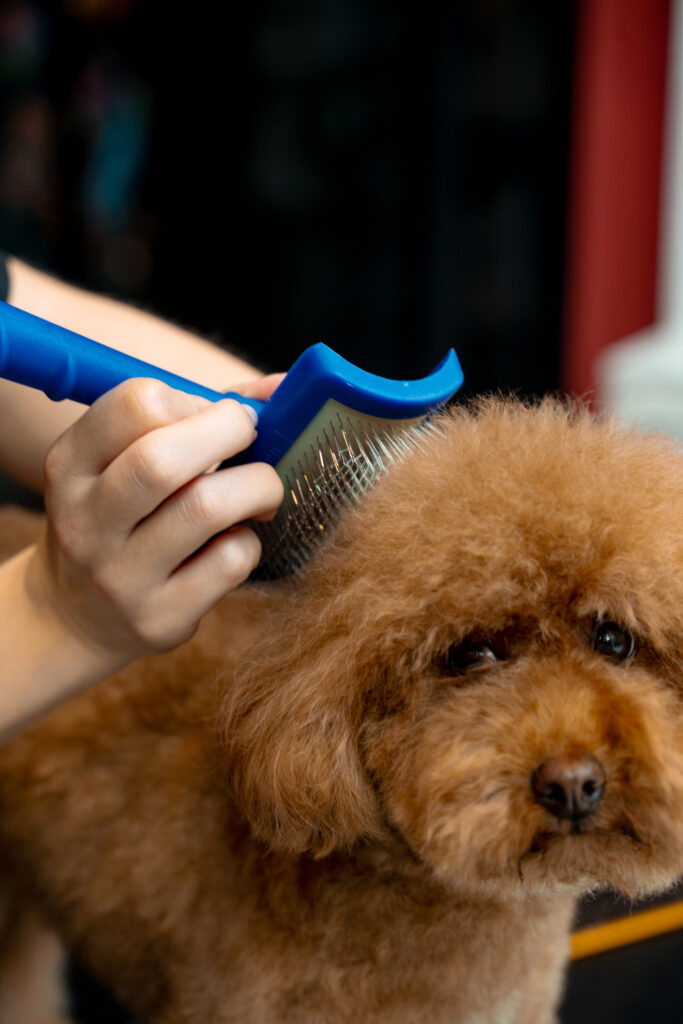 Using animal deshedding brush to remove tangles and lose dog hair. Groomer is improving health condition of pet coat. Grooming of fluffy maltipoo